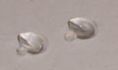 Vintage Scalextric spares Aston Martin DBR headlight lenses